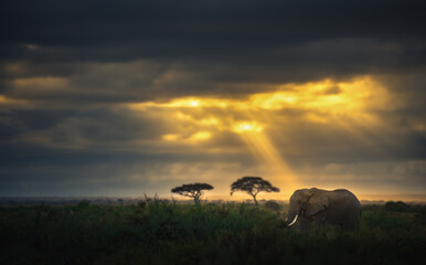 elephants at sunset