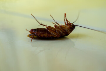 cockroach on the floor upside down