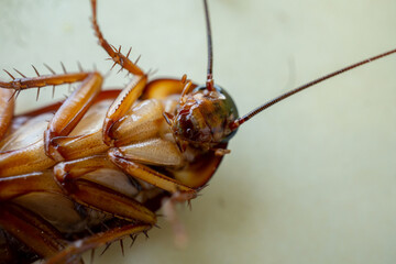 cockroach on the floor upside down