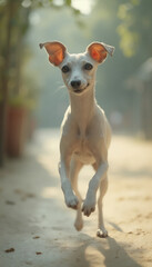 Jack Russell Terrier Jumping Playfully in Green Yard, Happy Expression