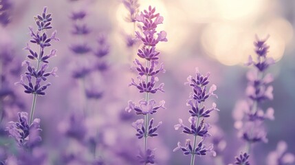 Obraz premium Soft lavender gradient with subtle blending effect