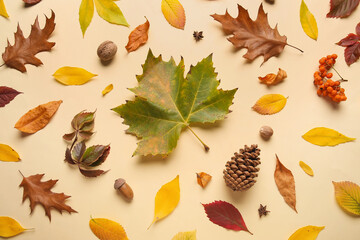Composition with beautiful fallen leaves and natural forest decor on color background