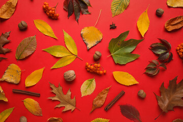 Composition with beautiful fallen leaves and natural forest decor on red background