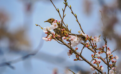 桜の花とヒヨドリ
