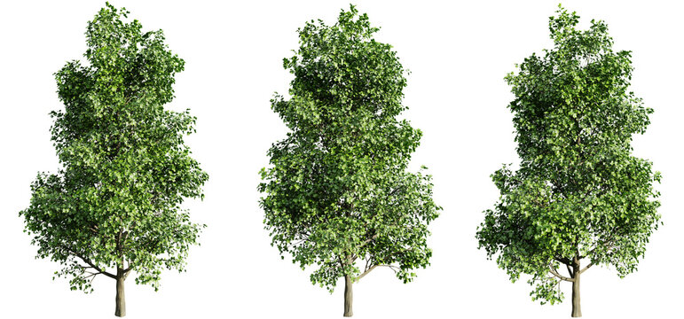 Tulip poplar tree on transparent background.3d rendering