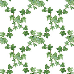 Fototapeta premium Ivy plant geometric seamless pattern. Watercolor illustration. Green lush hedera helix painted image. Garden evergreen hedera herb seamless pattern element on white background
