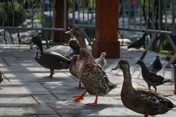 Visita Inesperada Patos Curiosos en el Patio