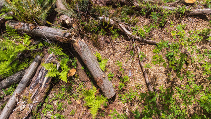Broken log sitting on the forest floor