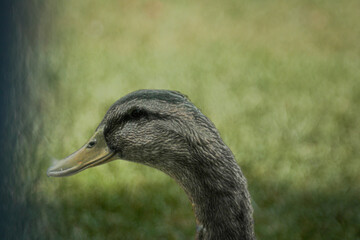 Retrato Acu&aacute;tico Pato Observador