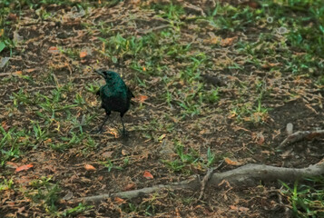 Explorador Brillante Estornino en su H&aacute;bitat