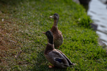 Visita Inesperada Patos Curiosos en el Patio
