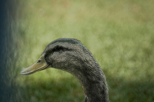 Retrato Acu&aacute;tico Pato Observador
