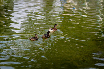 Un Paseo Acu&aacute;tico Pareja de Patos en el Agua"