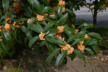 Fragrant orange colored olive (Osmanthus fragrans) flowers. Oleaceae Dioecious evergreen tree. One...