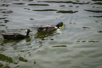 Un Paseo Acu&aacute;tico Pareja de Patos en el Agua"