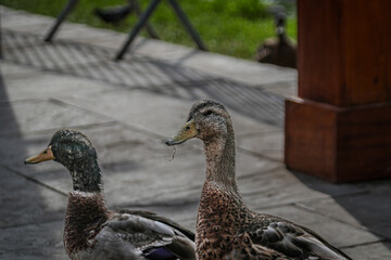Visita Inesperada Patos Curiosos en el Patio