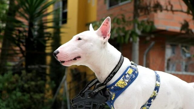 bull terrier mirando el horizonte, mascota feliz en barrio
