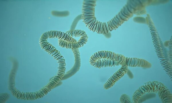 Bakteri yang di lihat dari mikroskop 