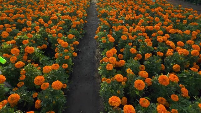 pasos de una persona caminando a traves de una plantaci&oacute;n de flores de cempasuch&iacute;l