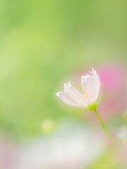 Obraz premium 秋の公園や花壇を彩るコスモスのある風景。背景。自然風景素材。