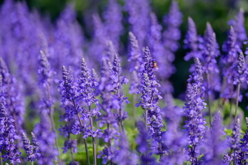 A lovely lavender field with purple lavender flowers and bees suckling the nectar of the lavender flowers.
