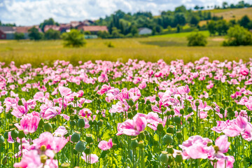 Obraz premium Panorama of a field of rose corn poppy. Beautiful landscape view on summer meadow. Germany.