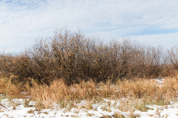 Late autumn. Dry yellow grass against a background of brown bushes. The first snow fell. Bright, cold sky on a sunny autumn day.