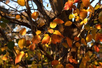 Beautiful autumn blossom leaves Colourful season changing in Melbourne with light blue sky beauty travel in nature concept 