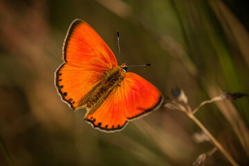 scarce copper (Lycaena virgaureae), a butterfly of the family Lycaenidae (copper or gossamer-winged butterflies), beautiful red buttefly, isolated, blurry, background