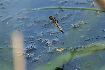 large white-faced darter or yellow-spotted whiteface female in flight, Leucorrhinia pectoralis,...