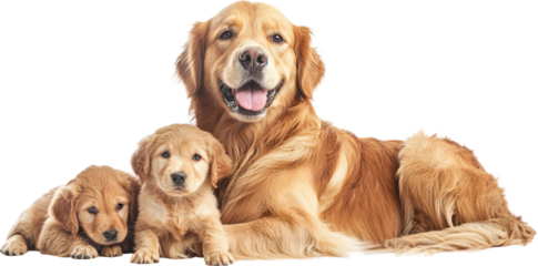 Golden Retriever mom with pups