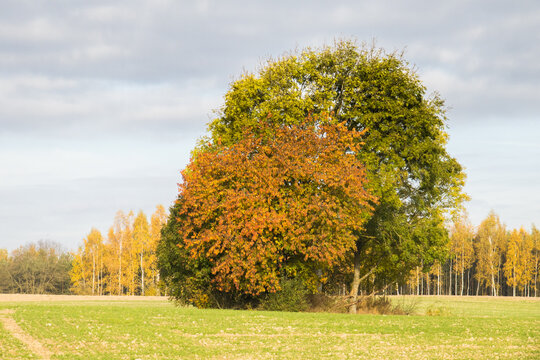 changing colors of leaves on a tree in autumn in the temperate zone, foliage, autumn, colors, leaves, trees, temperate zone, phenology