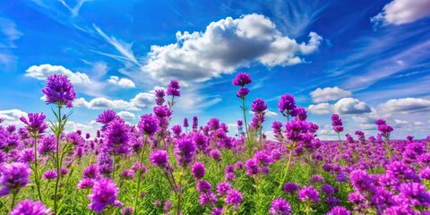 Obraz premium A cluster of bright purple wildflowers swaying gently in the breeze against a clear blue sky with fluffy white clouds, clouds, flowers, outdoors, meadow, nature