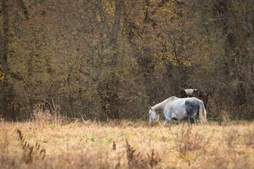 Wild horses at dawn, Shawnee Creek campground, near Emminence, Missouri
