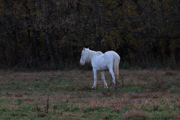 Wild horses at dawn, Shawnee Creek campground, near Emminence, Missouri