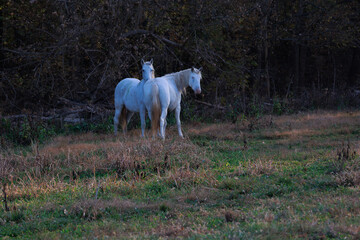 Obraz premium Wild horses at dawn, Shawnee Creek campground, near Emminence, Missouri