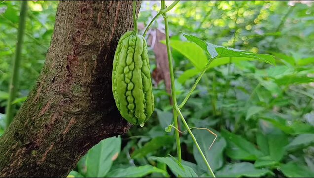 close up view of bitter melon (Momordica charantia L)
