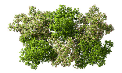 Obraz premium Top view nature trees group landscape on transparent backgrounds 3d illustrations png