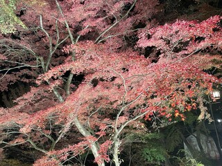 伊香保温泉河鹿橋の紅葉