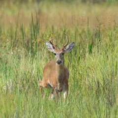 Deer standing in the middle of green grass