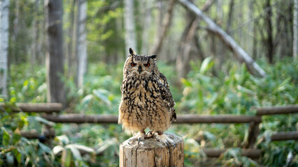 Eurasian Eagle-Owl Perched in a Forest Setting at a Hokkaido Zoo, Japan