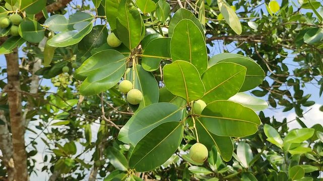 nyamplung plant with fruits
