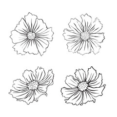 Set of vector illustration of cosmos flowers. Cosmos flower for your design.