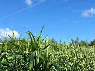 サトウキビ畑