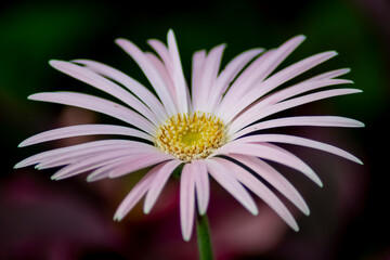 Obraz premium pink daisy flower