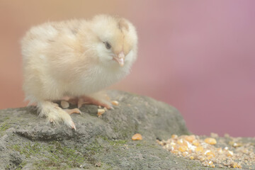 The cute and adorable appearance of a brahma chick that has just been hatched from an egg. This animal has the scientific name Gallus gallus domesticus.