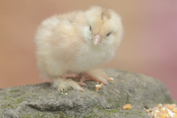 The cute and adorable appearance of a brahma chick that has just been hatched from an egg. This animal has the scientific name Gallus gallus domesticus.