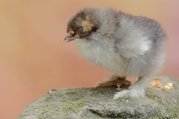 The cute and adorable appearance of a brahma chick that has just been hatched from an egg. This...