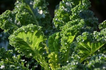 Fresh  Kale, Curl Leaf Kale .