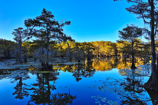 Caddo Lake State Park, with the beautiful scenes of the fall colors in the cypress trees and Spanish moss makes for a great visit.